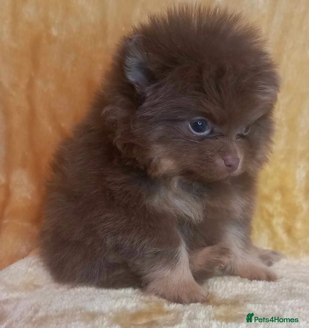 Pomeranian dogs for stud: Cobee (PROVEN)  ( STUD ONLY ) (PRODUCING MERLES)   in Liverpool - Advert 29
