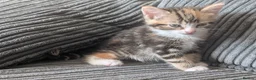 Domestic Shorthair cats for sale: 6 adorable kittens  - Advert 14