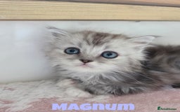 Persian cats for sale: Persian x Ragdoll - Image 3