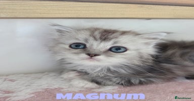 Persian cats - Advert 13