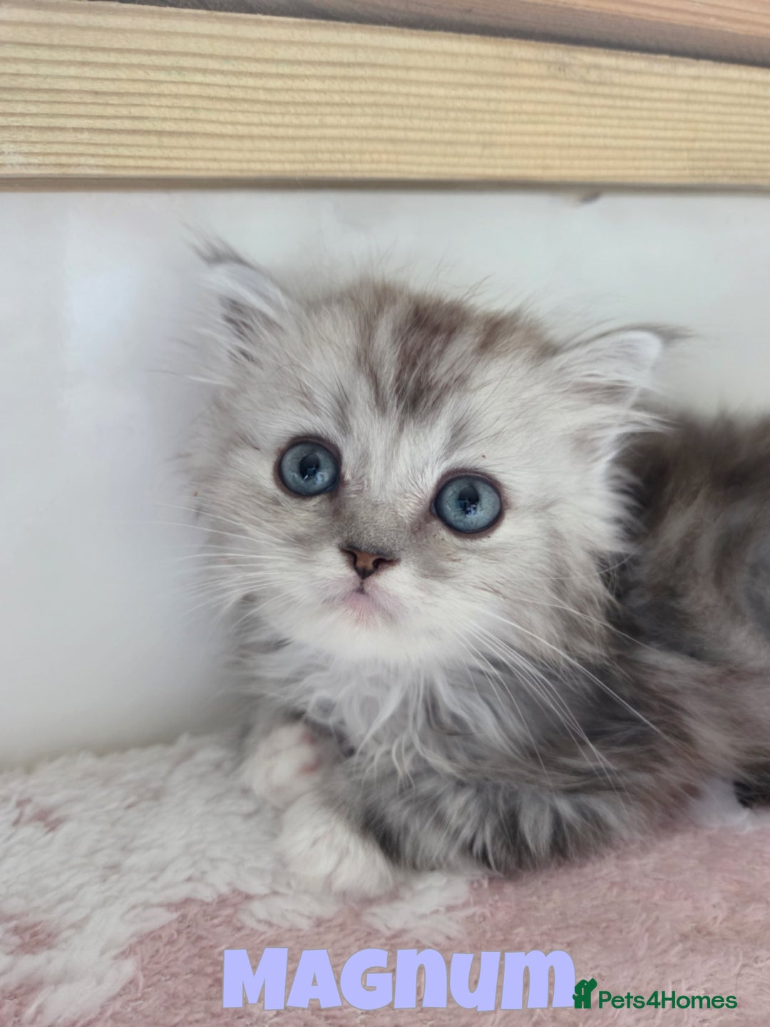 Persian cats for sale: Persian x Ragdoll - Image 3