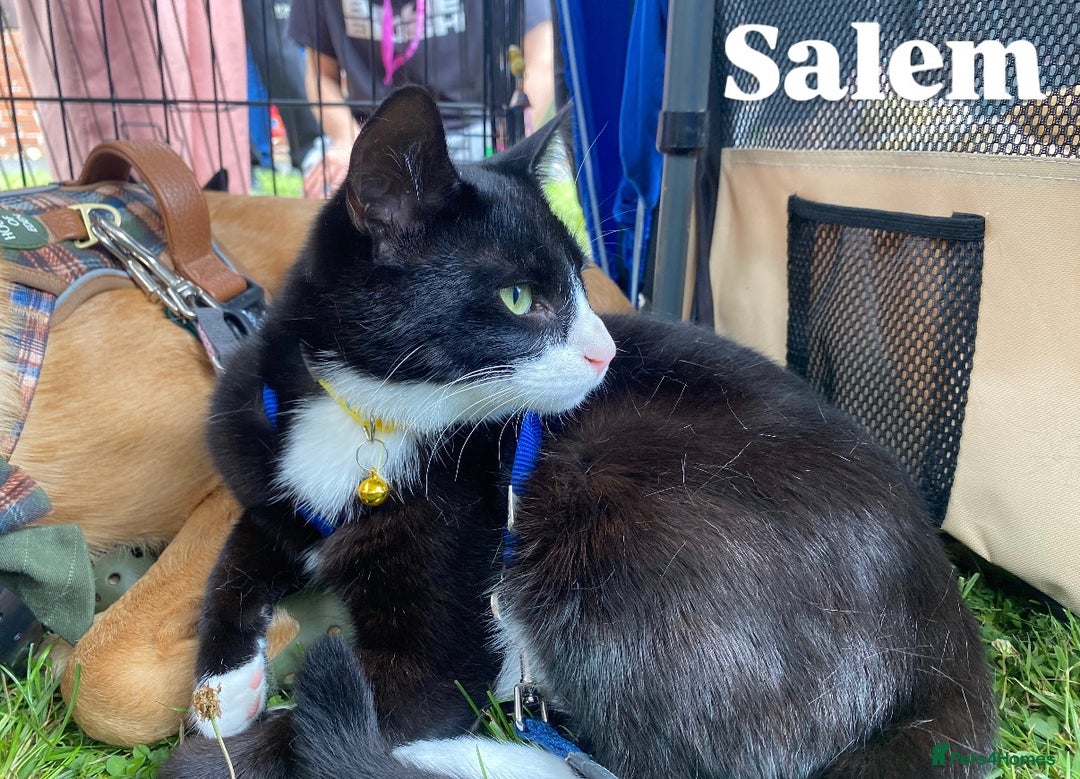 Mixed Breed cats for adoption: Lovely young cats looking for forever home  - Advert 20