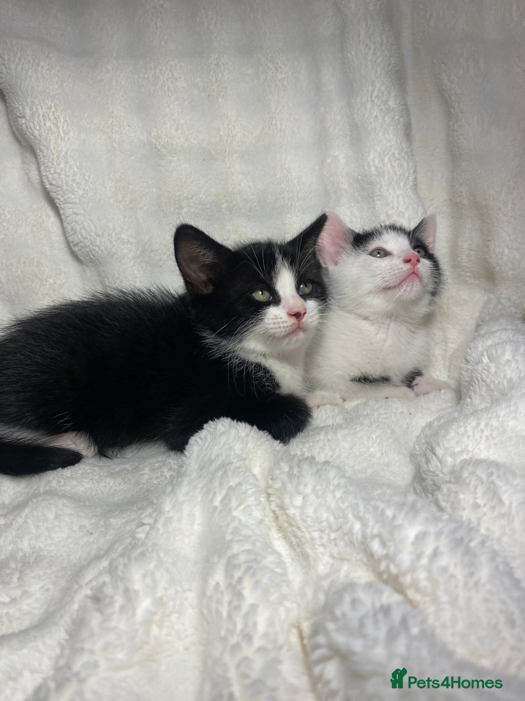 Mixed Breed cats for sale: 2 Adorable Kittens Awaiting Their Forever Home🏡 - Advert 2