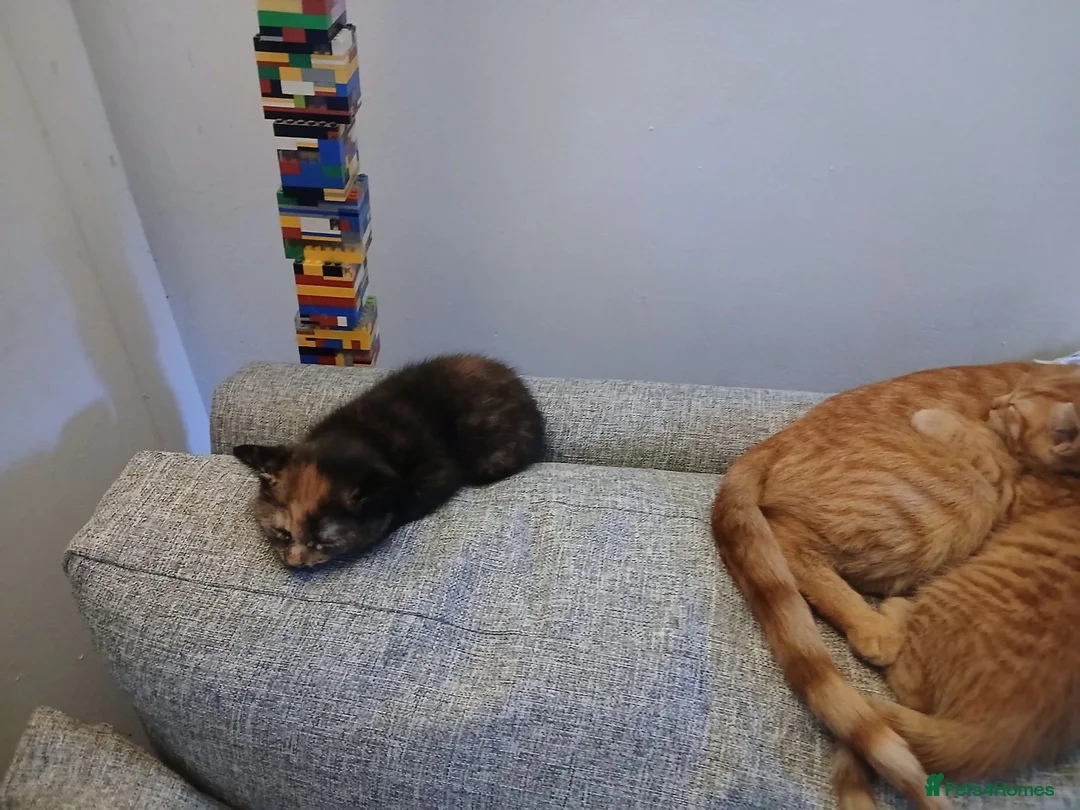 Mixed Breed cats for sale: 2 kittens for sale ginger male brown/ginger female in Bournemouth - Advert 3