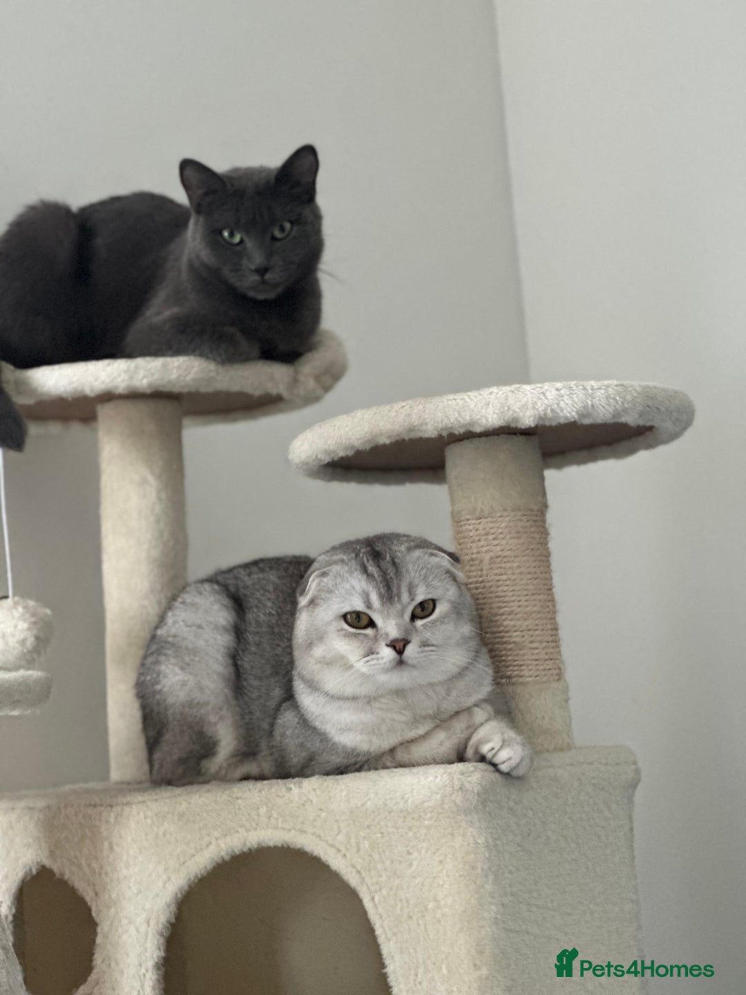 Scottish Fold cats for sale: Beautiful Scottish Fold/British Shorthair Kittens - Advert 17