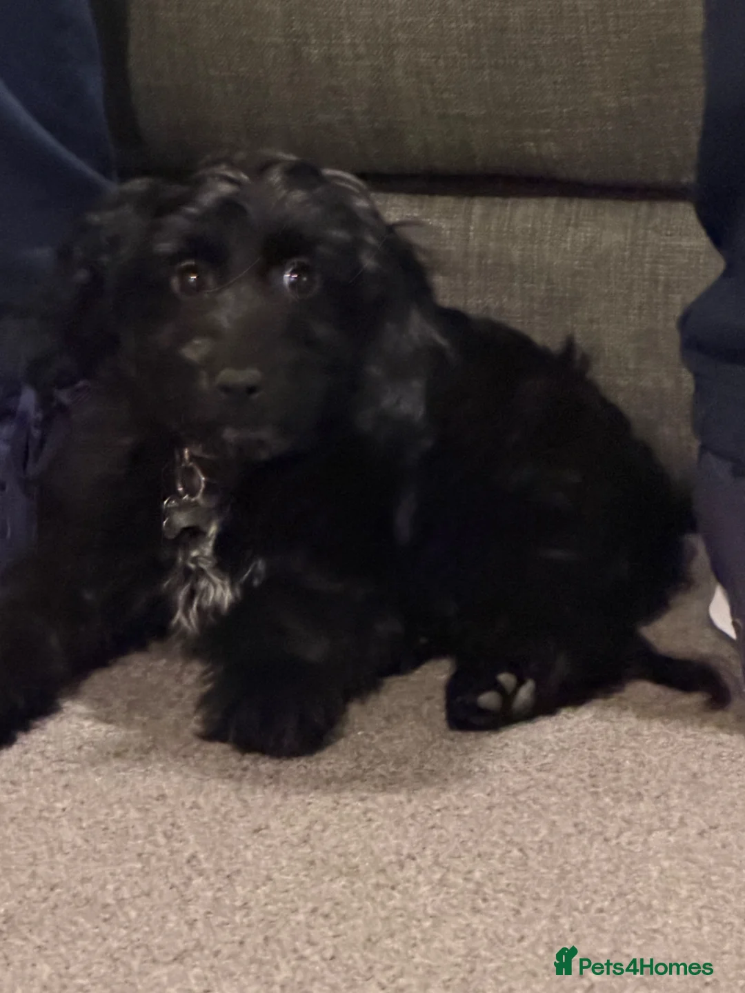 Sprocker dogs for sale: Puppy for sale in Rochester - Advert 3