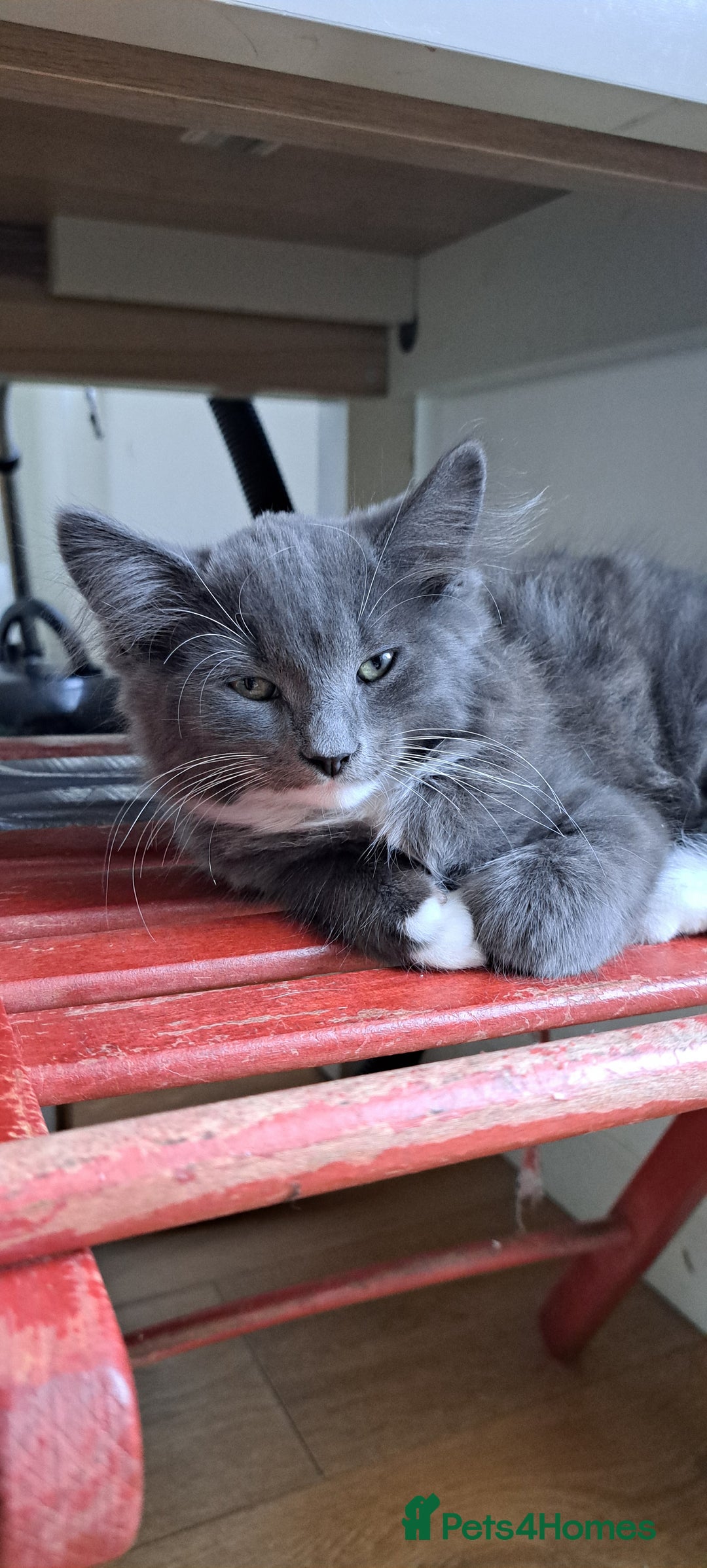 Russian Blue cats for sale: Adorable Russian Blue X Chantilly Tiffany Kittens! - Image 19