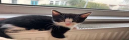 Mixed Breed cats for sale: Kittens are looking for a home  - Advert 4