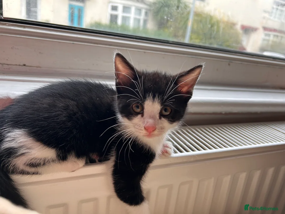 Mixed Breed cats for sale: Kittens are looking for a home  - Advert 4