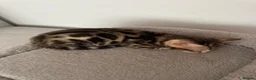 Bengal cats for sale: baby bengal male - Advert 7