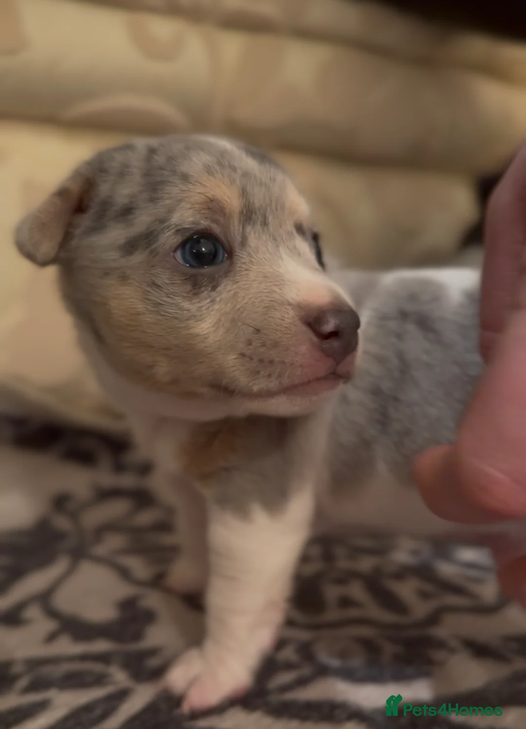 Jack Russell dogs for sale: Perfect Blue and Blue Merle Jack Russell Puppies - Advert 14