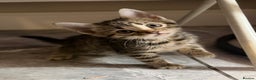 Bengal cats for sale: Adorable kittens for loving homes - Advert 12