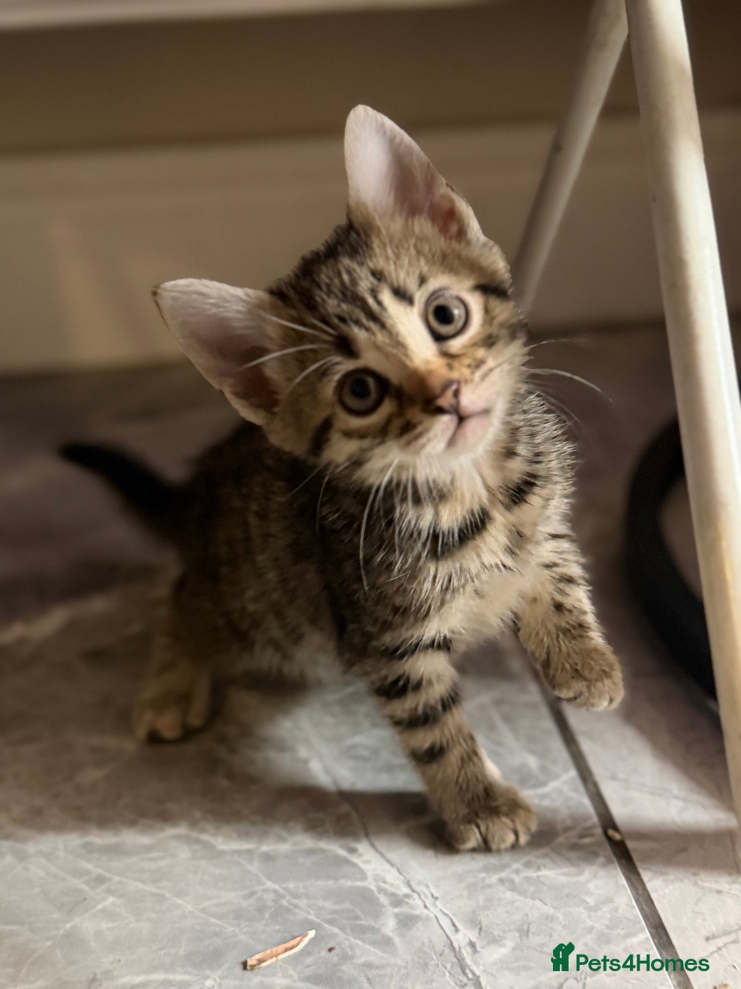 Bengal cats for sale: Adorable kittens for loving homes - Advert 12