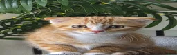Scottish Fold cats for sale: scottish fold ginger female kitten for sale - Advert 1