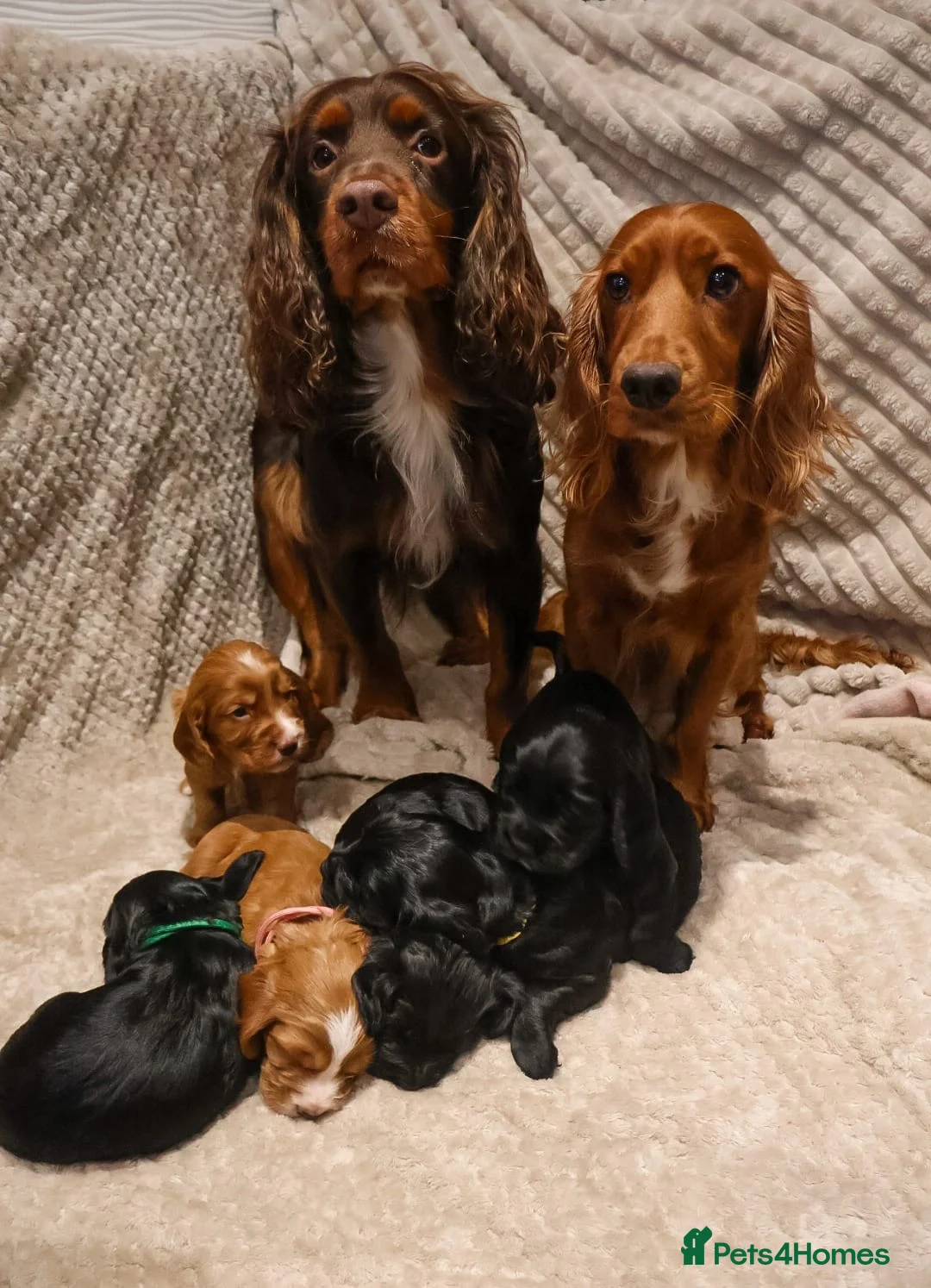 Cocker Spaniel dogs for sale: Cocker Spaniel Puppies - Advert 1