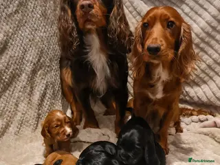 Cocker Spaniel dogs Cocker Spaniel Puppies - Advert 4