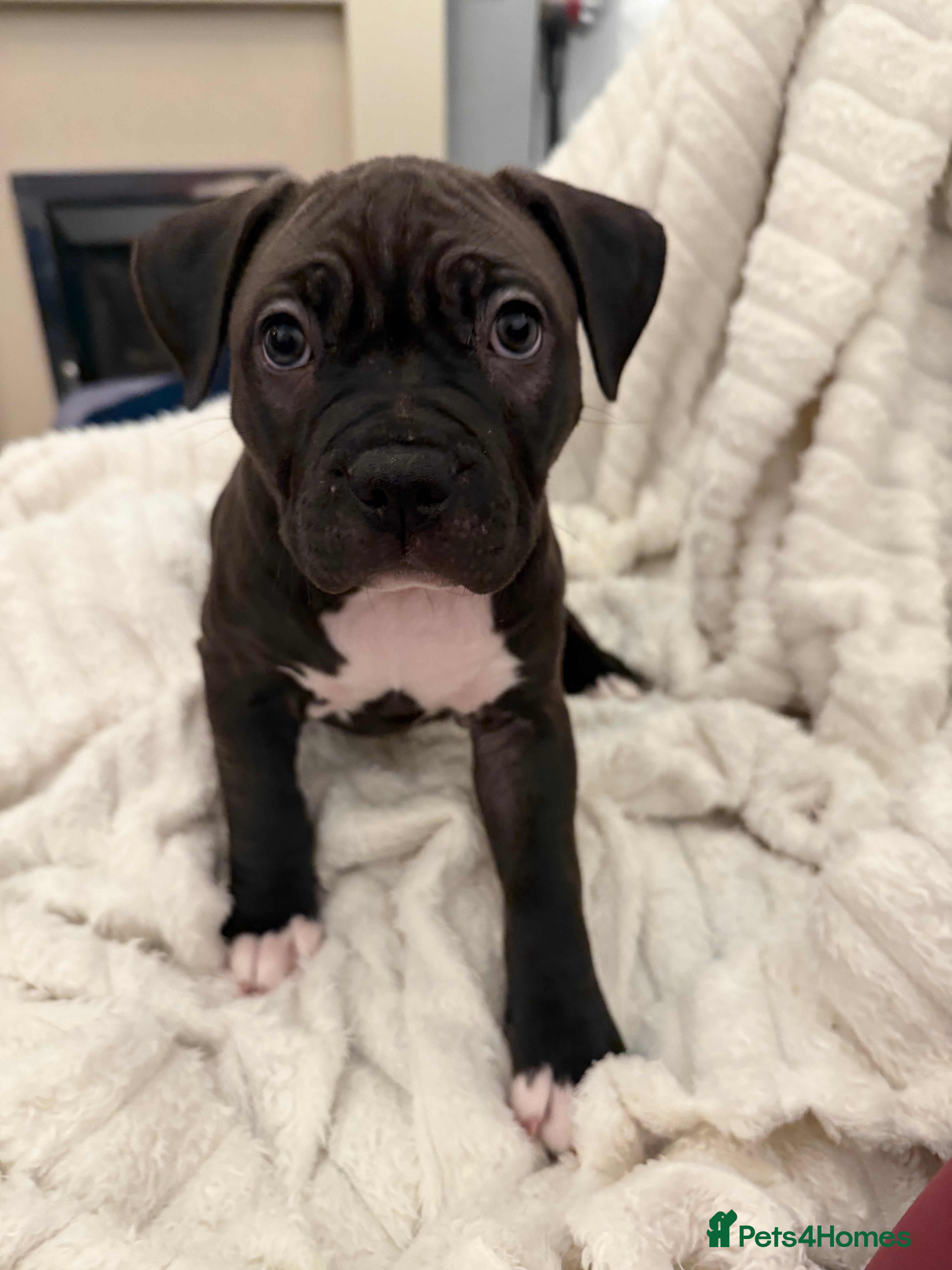 American Bully dogs Ready Now - Only 1Left American Bully (NOT XL) - Advert 3