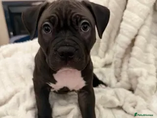 American Bully dogs Ready Now - Only 1Left American Bully (NOT XL) - Advert 1