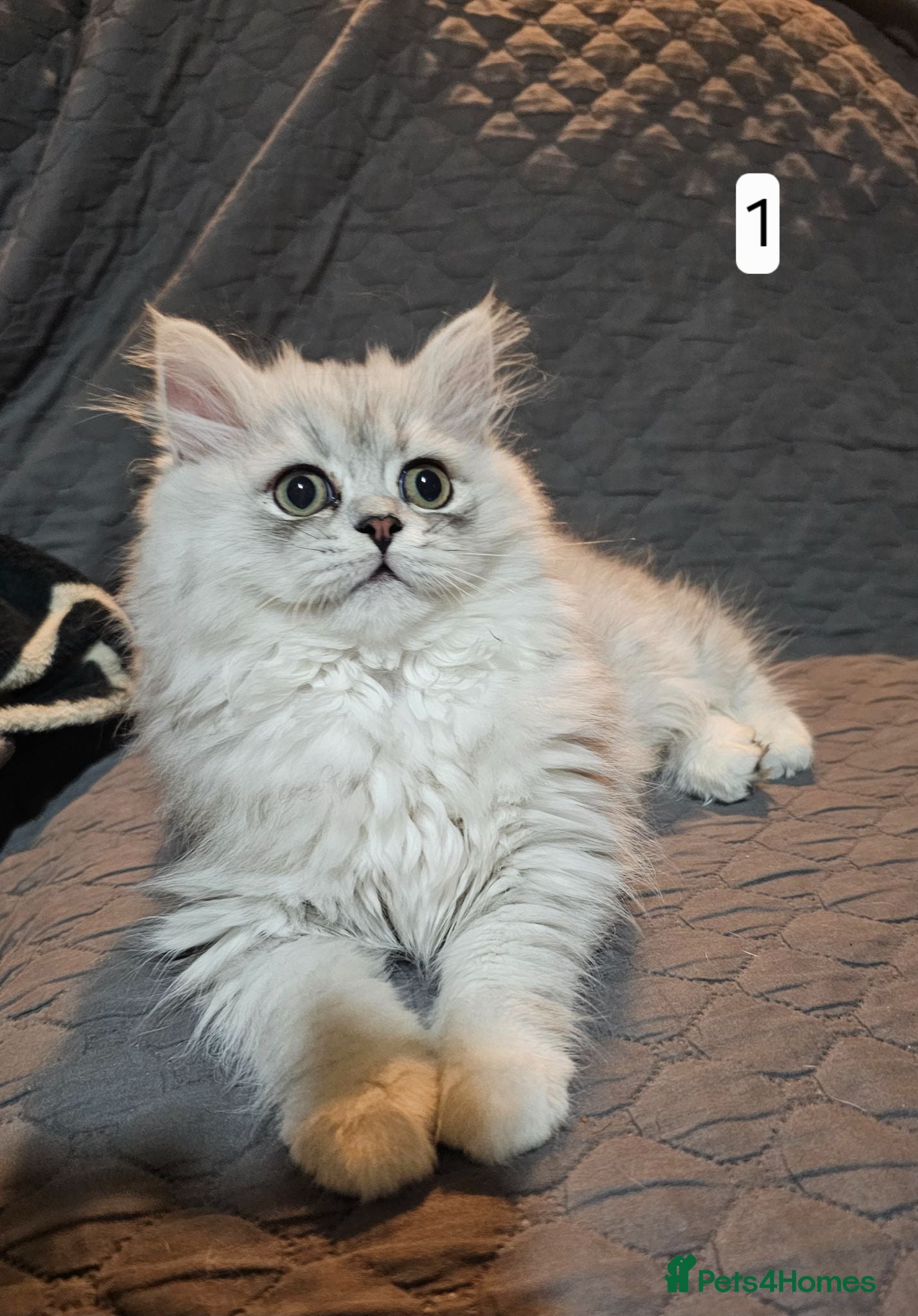 Persian cats 2 x female Doll face persian kittens ready now 😍  - Advert 1