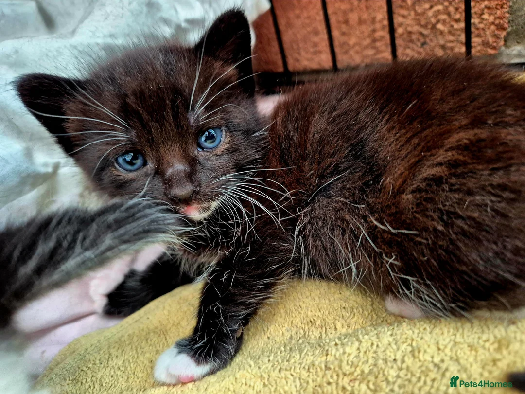 Mixed Breed cats for sale: Cute little kittens 😻😻😻 - Advert 15