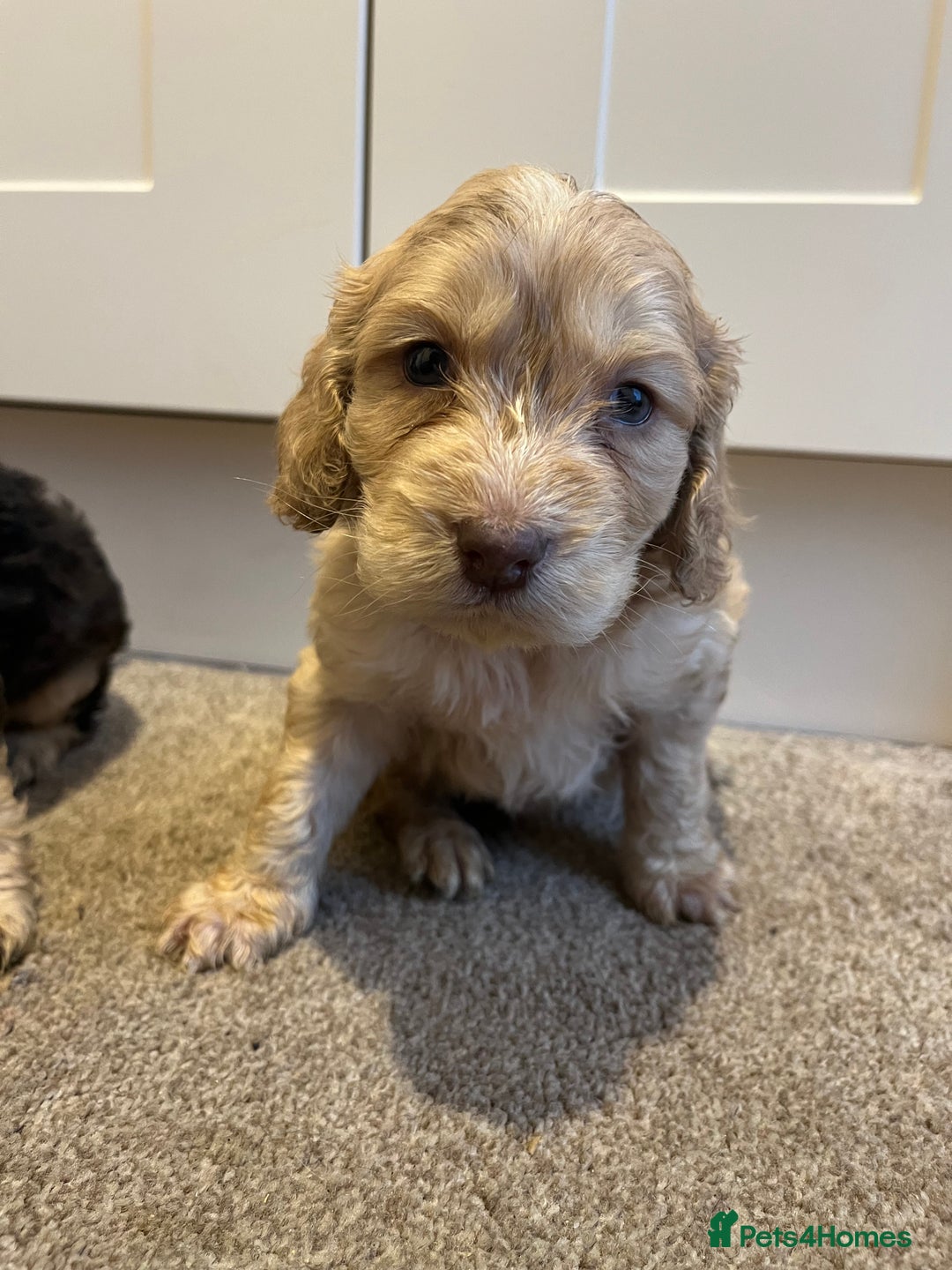 Cockapoo dogs for sale: 2 Beautiful Cockapoos! - Advert 4