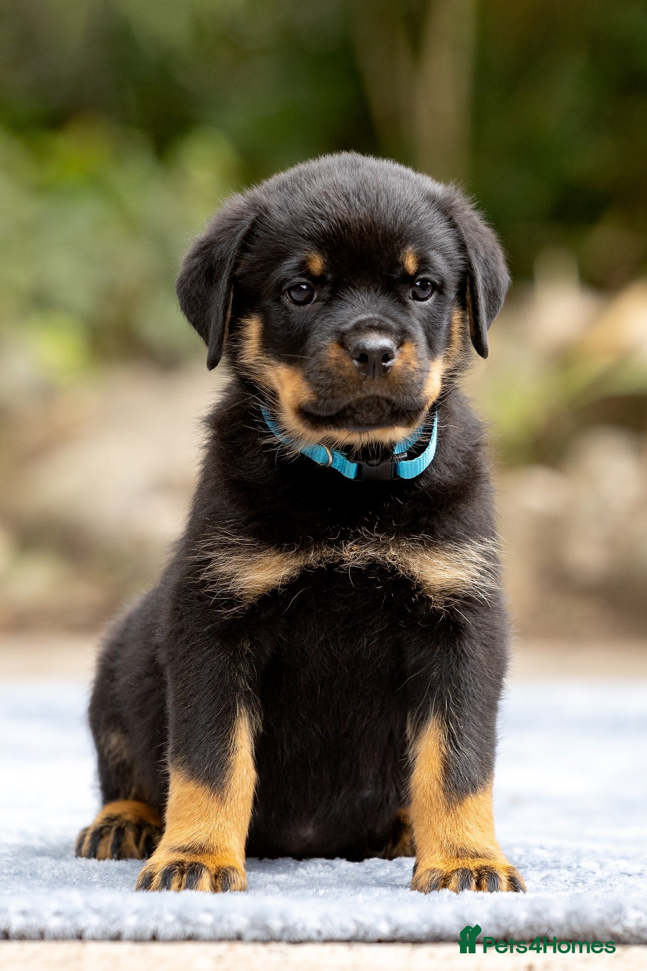 Rottweiler dogs Phenomenal old fashioned, health tested bloodlines - Advert 2