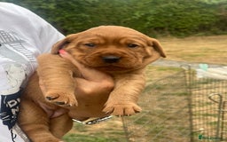 Cockerdor dogs for sale: Beautiful Cockerdor puppies for sale  - Image 2