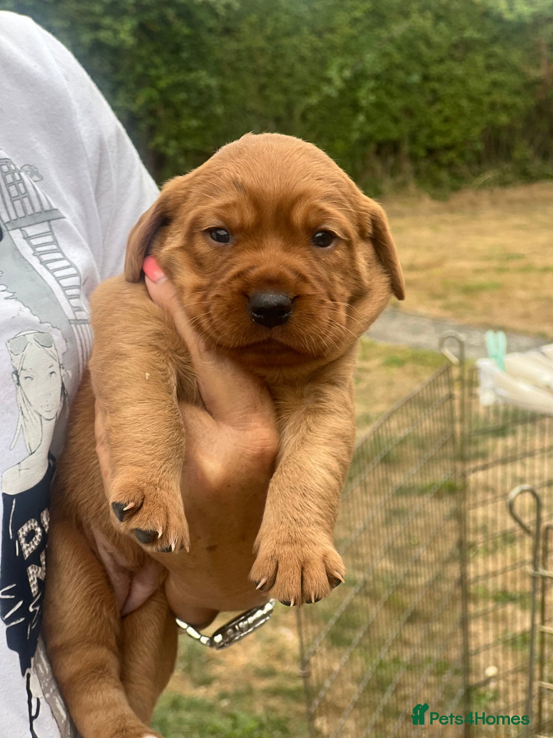 Cockerdor dogs for sale: Beautiful Cockerdor puppies for sale  - Image 2