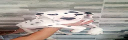 Dalmatian dogs for sale: Dalmatian pups - Advert 3