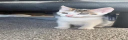Mixed Breed cats for sale: 2 kittens ready for new homes  - Advert 5