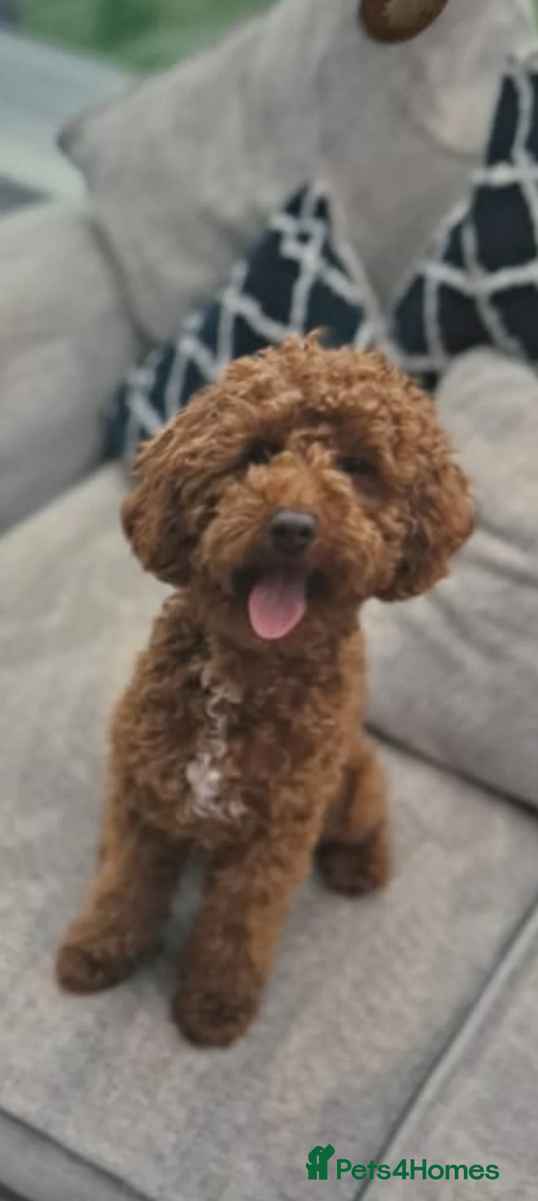 Cavapoo dogs for sale: F1B Cavapoo puppies  - Advert 10