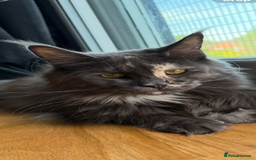 Maine Coon cats for sale: Tica registered Maine Coons from champion lines  - Image 21