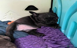 French Bulldog dogs for sale: Home-Reared French Bulldog Puppies – KC Registered - Image 10