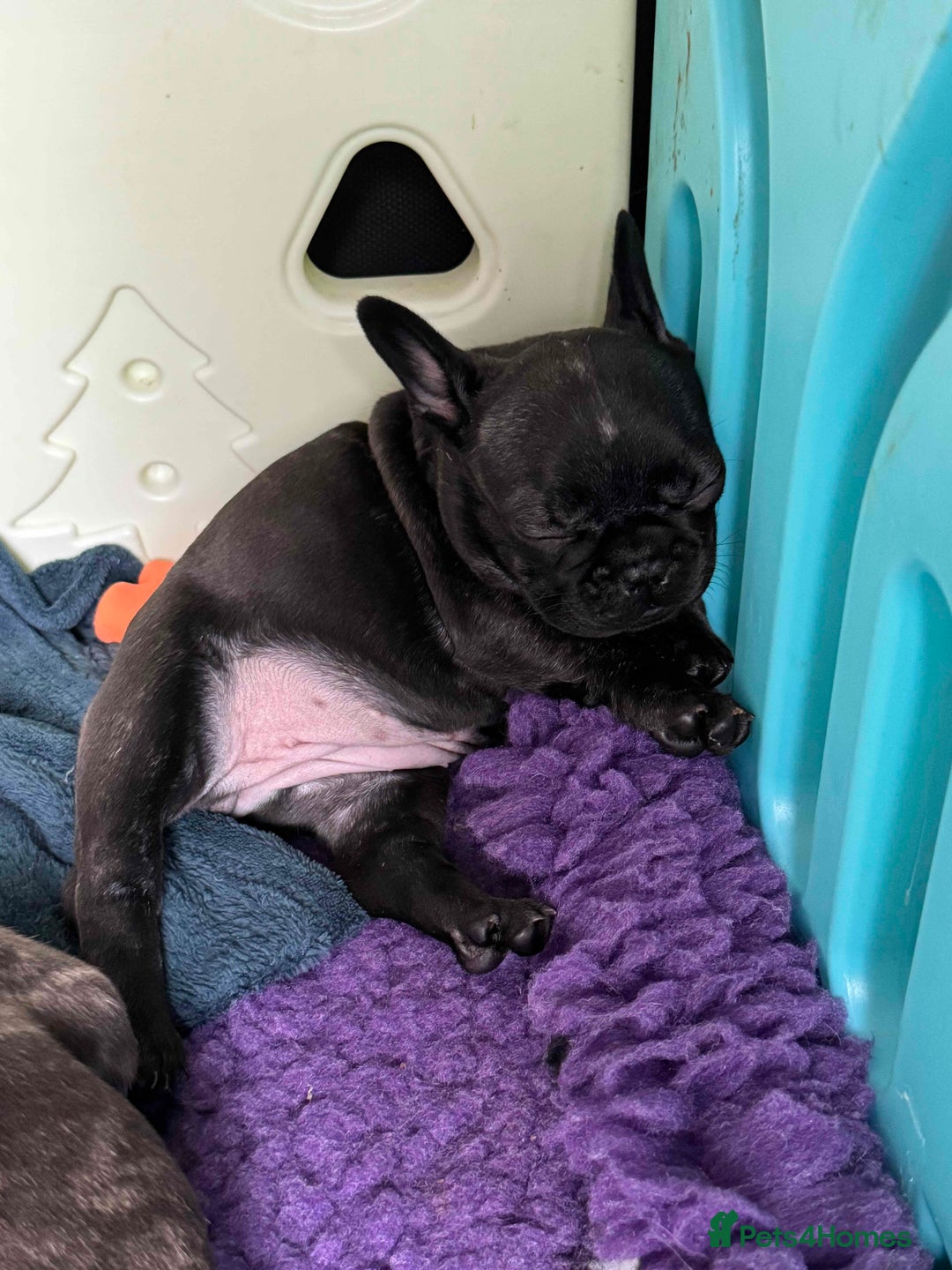 French Bulldog dogs for sale: Home-Reared French Bulldog Puppies – KC Registered - Image 10