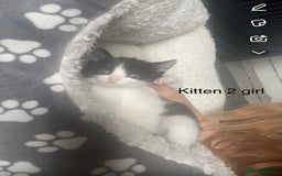 Mixed Breed cats for sale: Kittens for sale !!! - Image 11