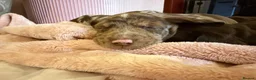 Mixed Breed dogs for sale: Doxie puppies  - Advert 21
