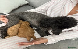 Toy Poodle dogs for sale: 3 Toy Poodle Fire Crackers 🎆 - Image 4