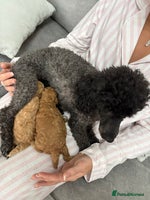 Toy Poodle dogs - Advert 4