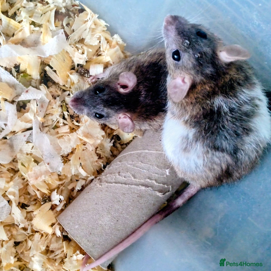 Rat rodents for sale: Darwf rats 8 females 3 males  - Image 4