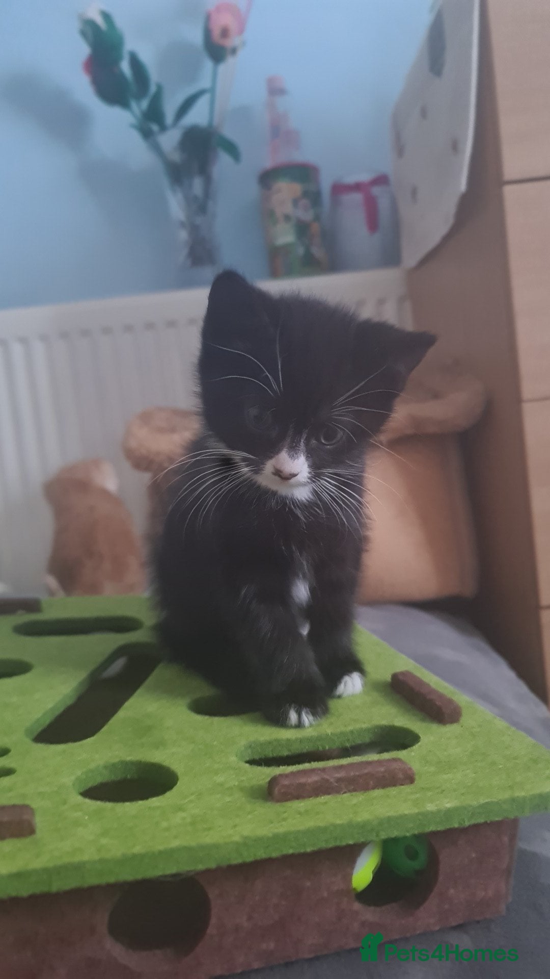 British Shorthair cats British shorthair  - Advert 2