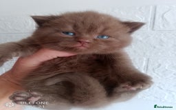 British Shorthair cats for sale: Cinnamon & Chocolate Teddy bear BSH - Image 8