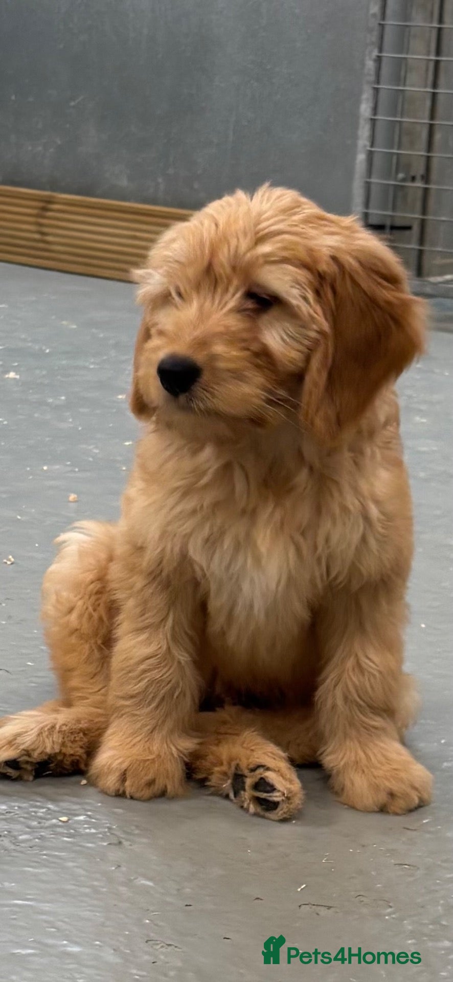 Mini Goldendoodle dogs F1 miniature Goldendoodle boy puppy. - Advert 1