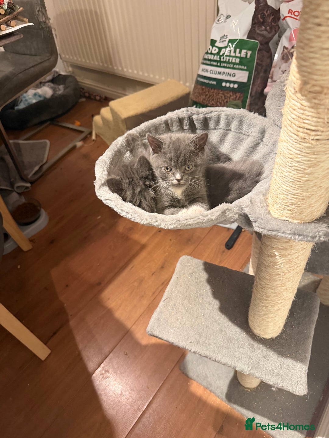 British Shorthair cats for sale: Two beautiful bi colour girls ready for new homes  - Advert 9