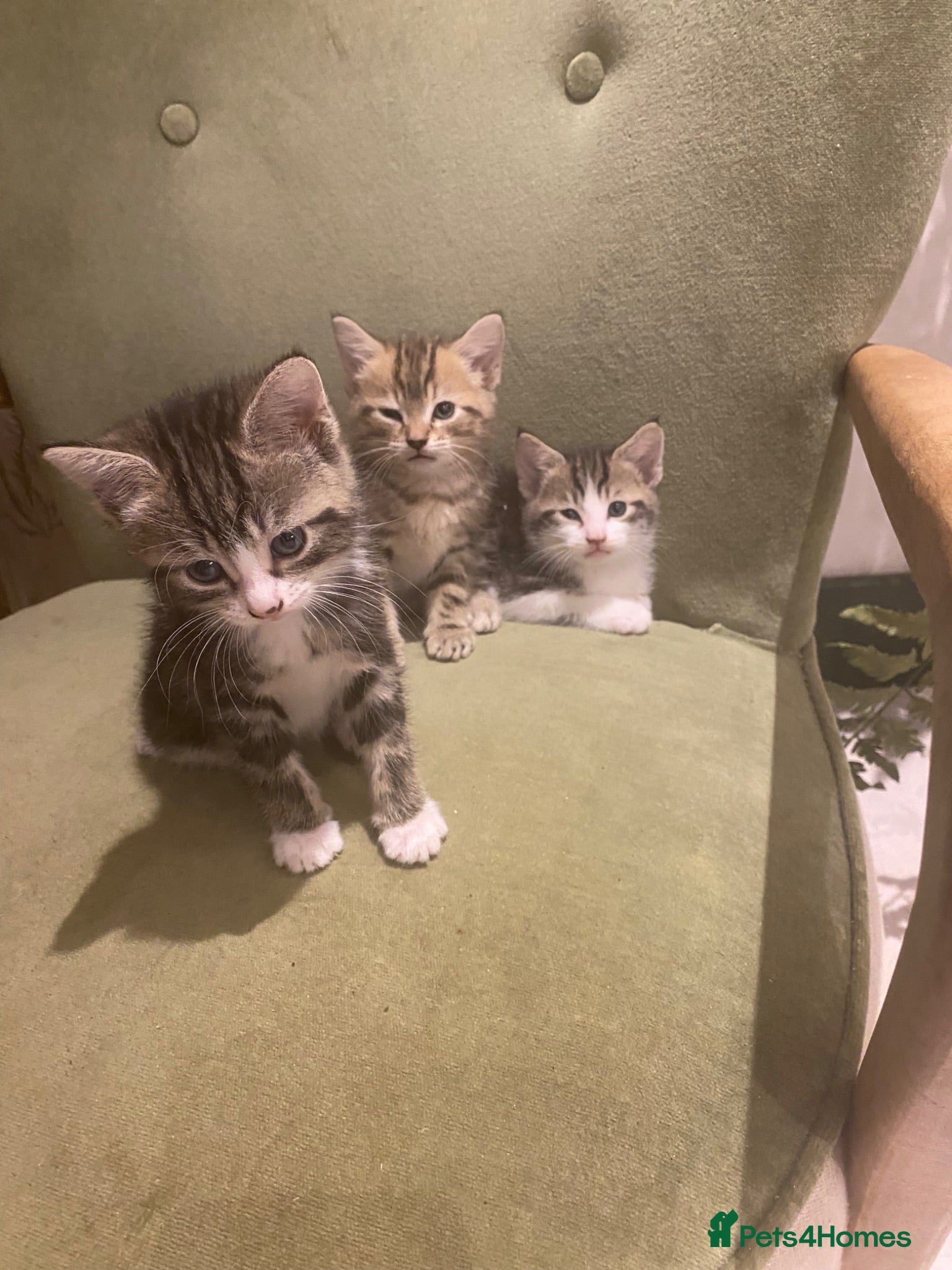 Mixed Breed cats Kittens  - Advert 1