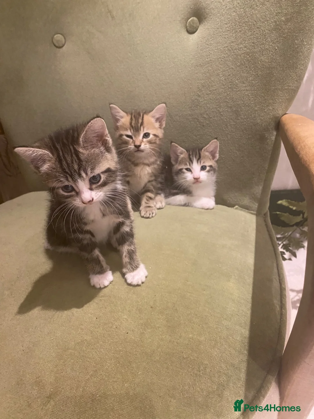 Mixed Breed cats for sale: Kittens  - Advert 1