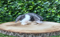 Mini Lop rabbits for sale: Cutest Baby Mini Lop Bunny’s  - Image 3