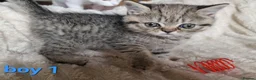 Exotic cats for sale: 4 beautiful exotic x kittens - Advert 6