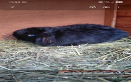 Mini Lop rabbits for sale: Mini lop rabbits - Advert 4