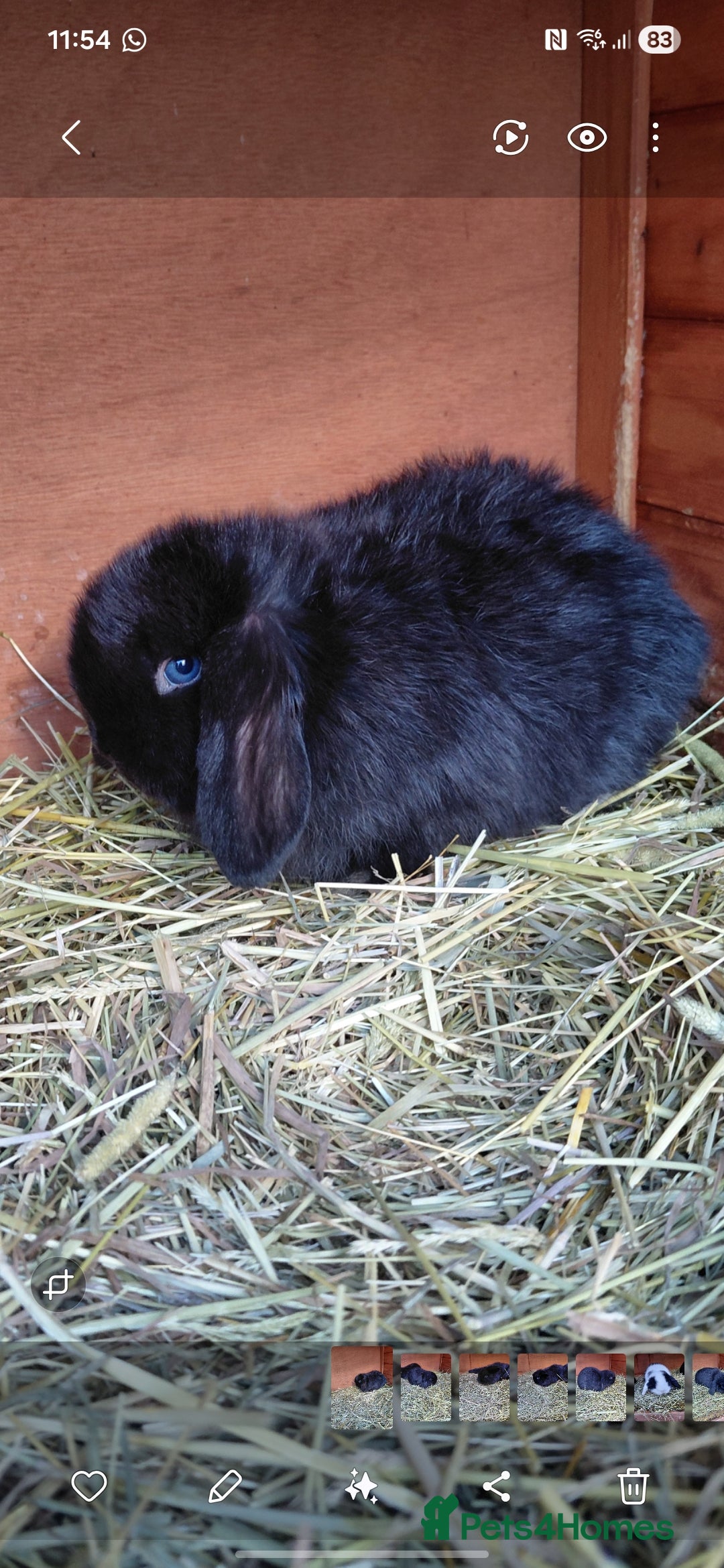 Mini Lop rabbits for sale: Mini lop rabbits - Advert 4