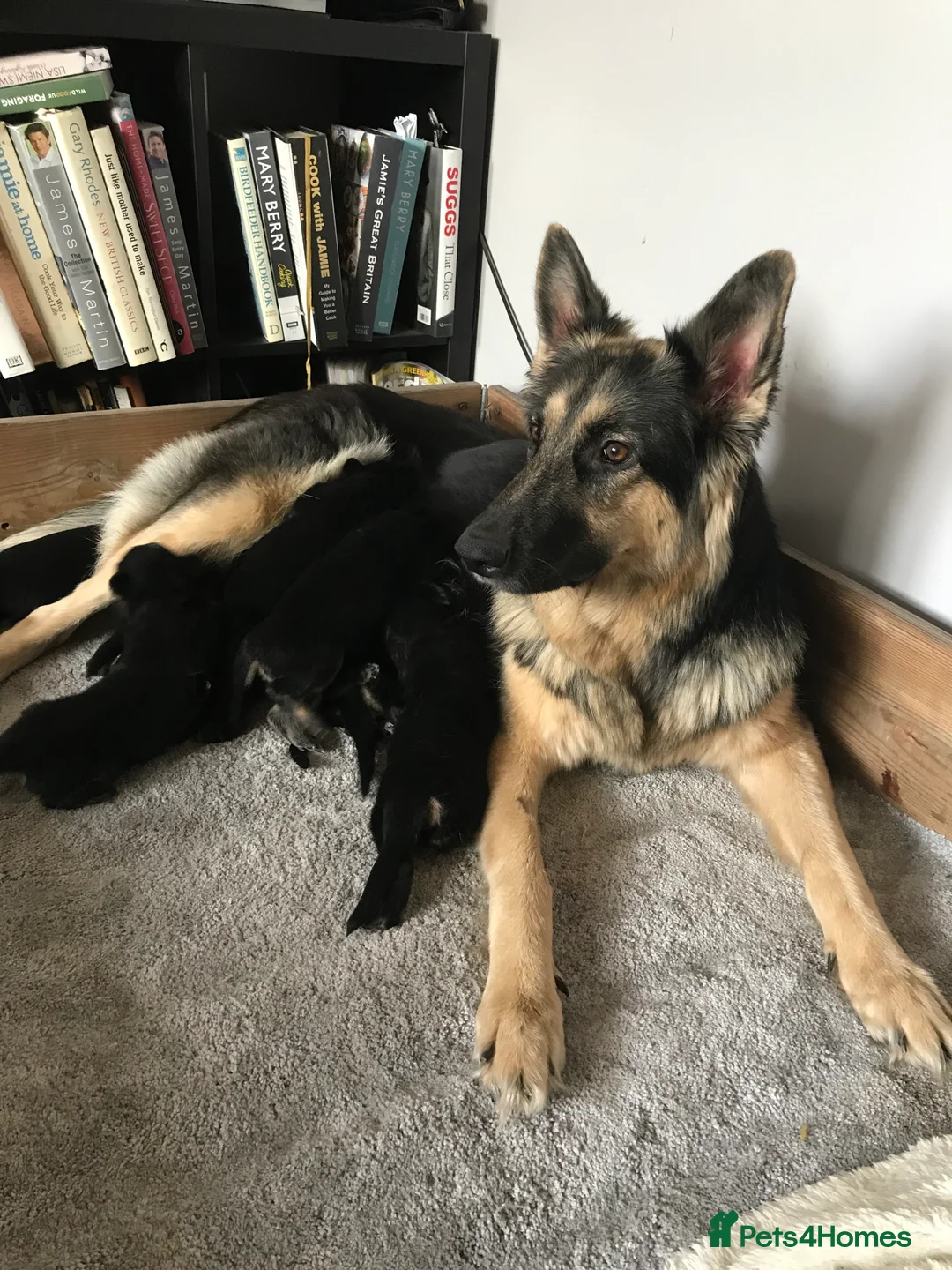 German Shepherd dogs for sale: Pure breed German shepherd puppies  - Advert 1